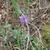 Muscari comosum form in May in Grenoble, France