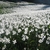Form in May in Jesenice County, Slovenia