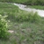 Form in May in East Kazakhstan