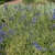 Form in bloom in mass planting at Longwood Gardens in May
