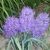 Form with 3 blue flower spikes in May in Lublin, Poland