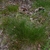Form in May in Nanaimo, BC, Canada