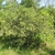 Form in May in Ukraine