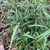 Form with Lancelot leaves in May. Powhatan County, Virginia