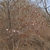 Form in May in Shkotovskiy rayon, Russia