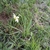 Form in May in Stupinskiy Rayon, Russia