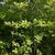 Form in May in Vladivostok, Russia