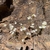 Form in November in Cape Town County, South Africa