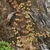 Form in November in Milne Bay, Papua New Guinea