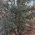 Form in November in San Diego County, California