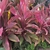 Strappy leave variegated pink and green