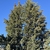 Form in November in Washoe County, Nevada