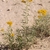 Form in October in Chihuahua, Mexico