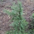Form in October in Linn County, Oregon