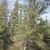 Form in October in Manitoba, Canada