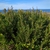 Form in October in Mendocino County, California