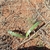 Young plant with two long green leaves. October. South Africa