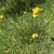 Form in October in Onkaparing in Australia