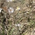 bushy plant with pale white daisy "flowers" with yellow eyes.