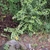 Form in October in hizuoka Prefecture_JPapan