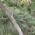 Bushy form & pinnate leaves in October in Victoria, Australia