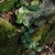 Vine climbing a rock in October. Zhejiang, China