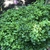 Bushy form & palmate leaves in October in Jawa Tengah, Indonesia