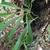 Form on tree trunk in September in Minas Geria, Brazil