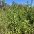 Form in September in Sagadahoc County, Maine