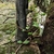 Vine circling tree trunk in September. Zhejiang, China