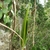 close-up of epiphytic orchid