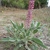 Form for Villosus in March in Duval County, Florida