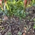 samiensis form in April in Western Cape, South Africa