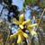 Forsythia ovata