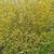 Forsythia ovata 'Northern Gold'
