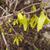 Forsythia ovata 'Northern Gold'
