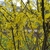 Shrub with yellow flowers on bare branches.