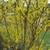 Shrub with yellow flowers on bare branches.