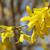 Forsythia x intermedia