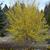 Forsythia x intermedia