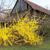 Forsythia