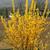 Form in bloom