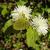 Fothergilla major