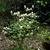 Fothergilla major