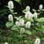 Fothergilla major