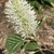 Close-up of flower cluster showing showy white filaments.
