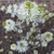 Close up of flower cluster showing showy white filaments.
