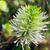 Fothergilla gardenii