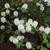 Fothergilla gardenii
