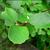 Fothergilla gardenii